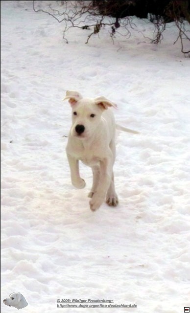 Ein weißer Hund in weißem Schnee sieht gar nicht mehr so weiß aus.