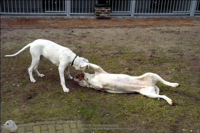 Ein kleiner Dogo und eine halbstarke Hündin