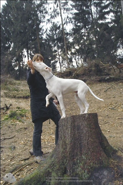 Ein stolzer Dogo