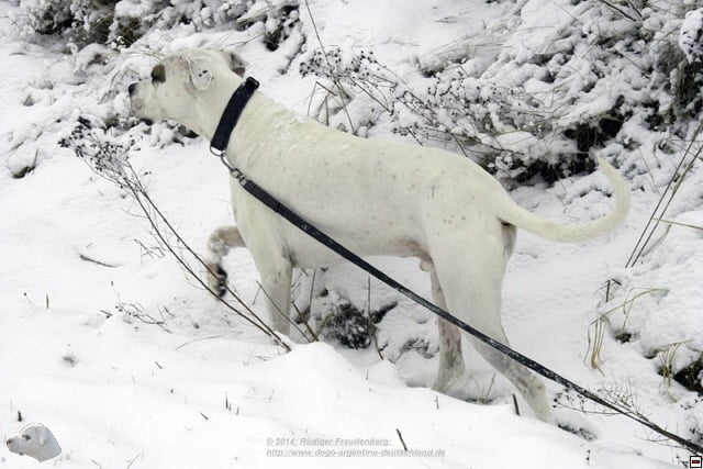 Mailo im Schnee