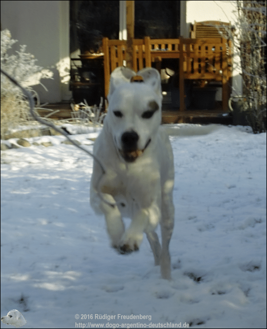 Der Dogo als Südamerikanisches Schneekänguruh