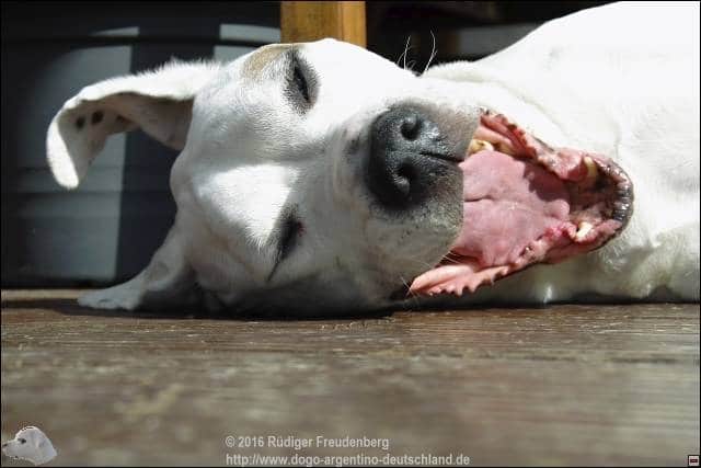 lachender Dogo Argentino