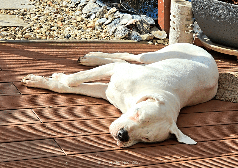 Chico auf der Terasse