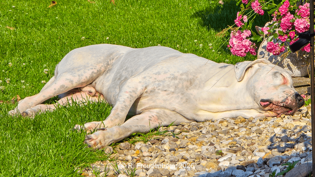 Entspannung im Garten