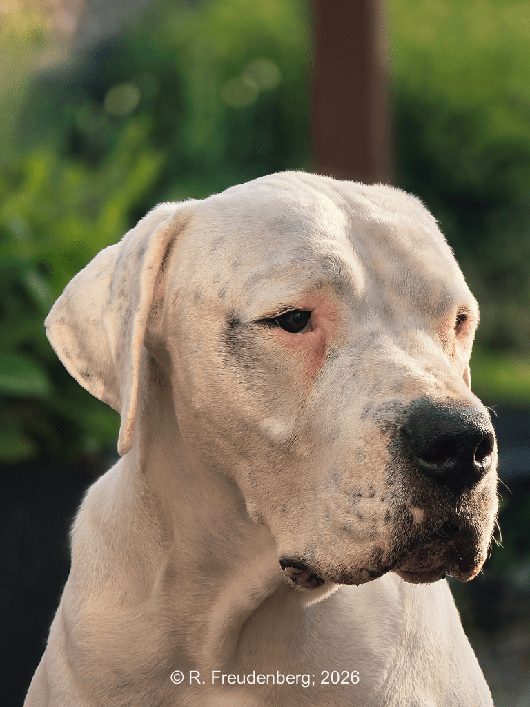 Portrait von Chico 